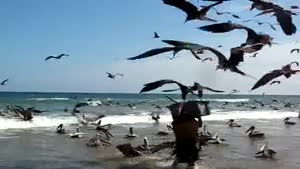 Fisherman Vs Birds