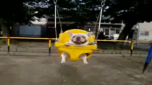 Swinging Dogs