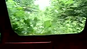 Overgrown Train Tracks