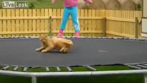 Little Girl Enjoys Trampoline