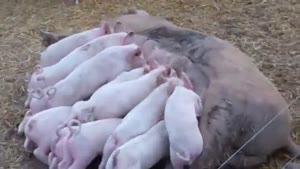 Mother Pig Feeds 13 Piglets
