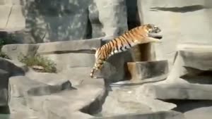 Tiger Scared Of Little Bird