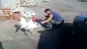 Guy Fights Turkey