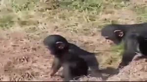 Jealous Monkey Pushes His Friend In The Water