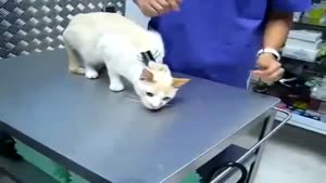 Vet Turns The Cat Off