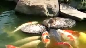 Little Duck Feeds Koi Carp