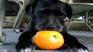 Dog Loves His Orange