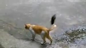 Frustrated Bird Teases Veggie Cat