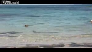 Dog Chases Sharks Under Water