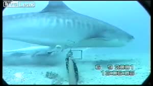 Hungry Shark