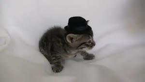 Kitten With Hat Gets Punched