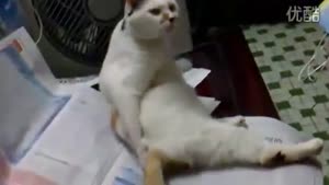 Cat With An Itching Butt Crack