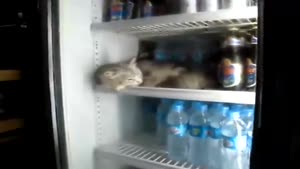 Cat Sleeping In The Fridge