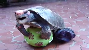 Turtle Getting It On With A Ball