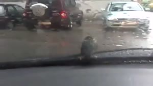 Bird Doesn't Care About The Window Wipers
