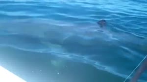 Jumping A Huge Shark For Fun