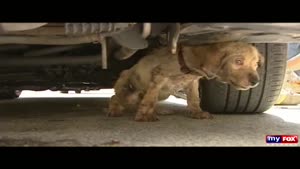 Dog Stuck In Engine Rescued