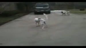 Puppy Fakes His Own Death