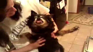 Dog Is Possessed By Evil