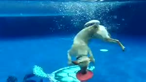Dog Dives For Two Frisbees
