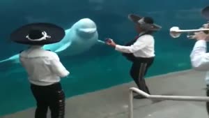 Mariachi Band Serenades A Beluga Whale