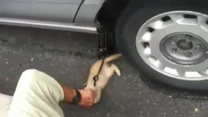 Kitten Tries To Help Changing Tires