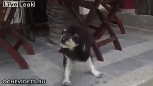 Dog 'Plays' With Himself