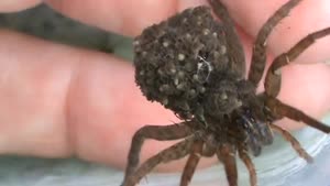Female Wolf Spider With Babies On Her Back