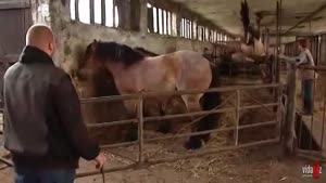 Horse Takes A Risk To Escape