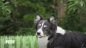 Playing Volleyball With Your Dog