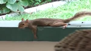 Planking Squirrel