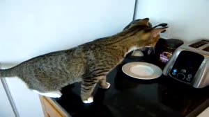 Cat Exploring The Kitchen