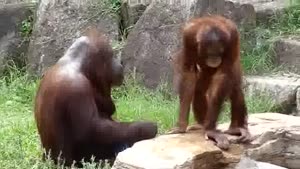 Orangutan Cools Himself Like Human