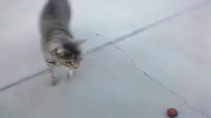 Cat Playing Like A Dog