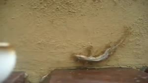 Dead Lizard Getting Pulled Up A Wall
