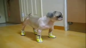 Doggie With His New Sneakers