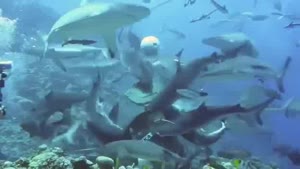 Feeding Frenzy In Great Barrier Reef