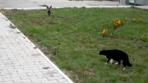 Dog Vs Cat