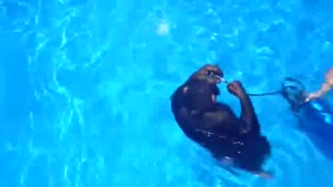 Chimp Learns Scuba Diving