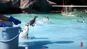 Penguin Panic