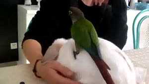 Parrot And His Rabbit Taxi