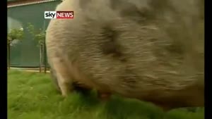 Boris The Obese Pig 