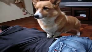 Corgi Massage