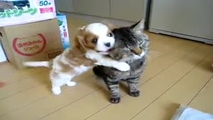 Little Puppy Can't Stop Cuddling The Cat