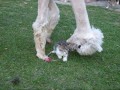 Lacey The Manicured Alpaca Meets Baby Kitten