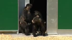 Laboratory Chimps See Daylight For The First Time