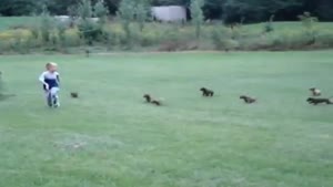 Kid Get's Chased By Puppies