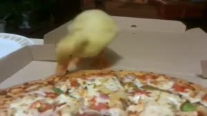 Duckling Loves Pizza