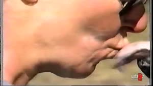 French Kissing A Bear
