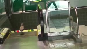 Seagull Doesn't Understand Escalator